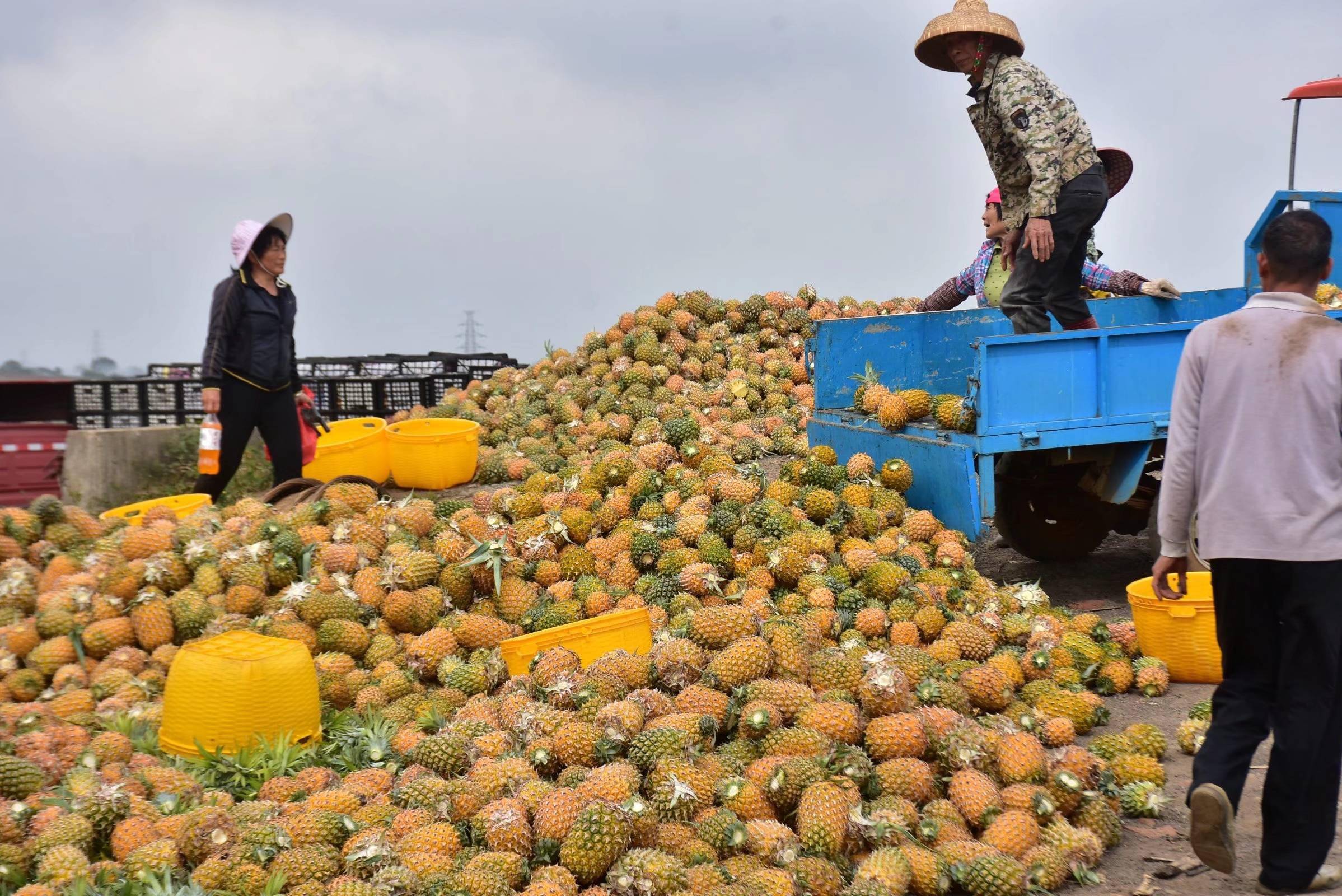 均价25元斤广东徐闻菠萝鲜果田头价创新高果农乐开颜