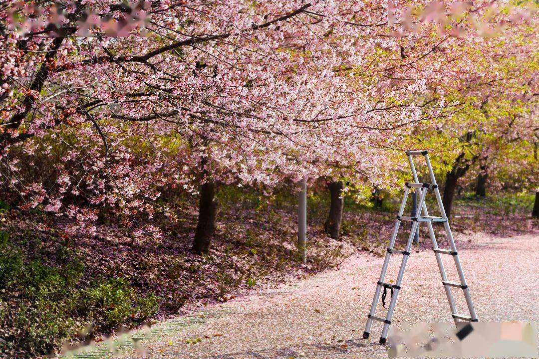 赏花快讯 | 樱花树下,感受诗意的春天