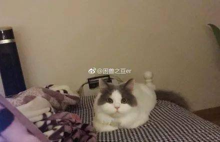 成為了我家的貓，你這輩子過得開心嗎？ 萌趣萌寵 第3张