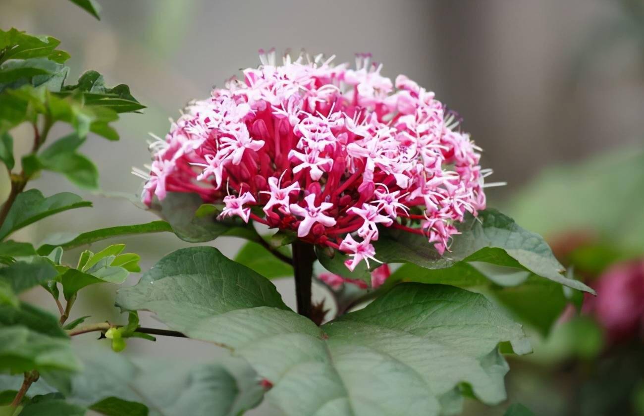 散发着恶臭的花(臭臭花和美丽花) - 医药经