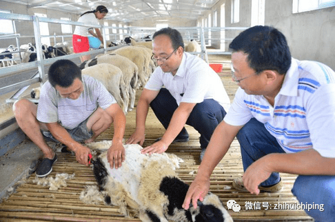肖庄镇人口_孟庄镇郑屯人口(2)