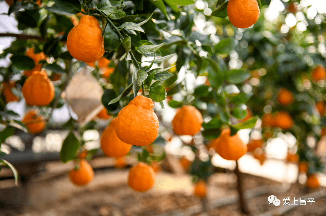 吃了两个之后外观与市场上卖的没什么差别酸甜可口,果肉紧实的丑柑