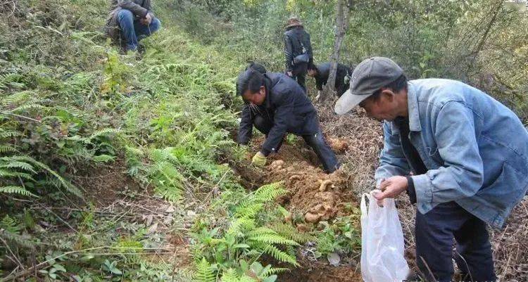 天麻种植一亩多少投资(天麻种植一亩多少投资费用)