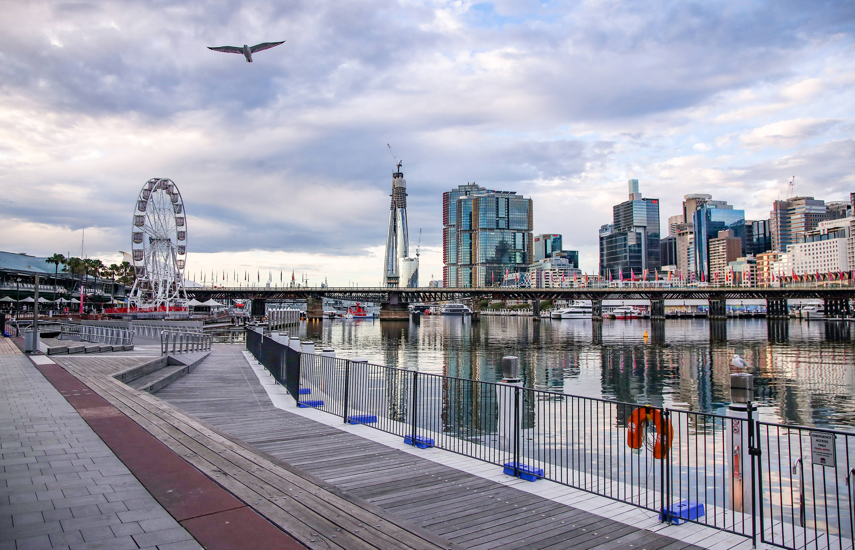 这是2020年3月30日拍摄的一只海鸟飞过澳大利亚悉尼达令港的资料照片.