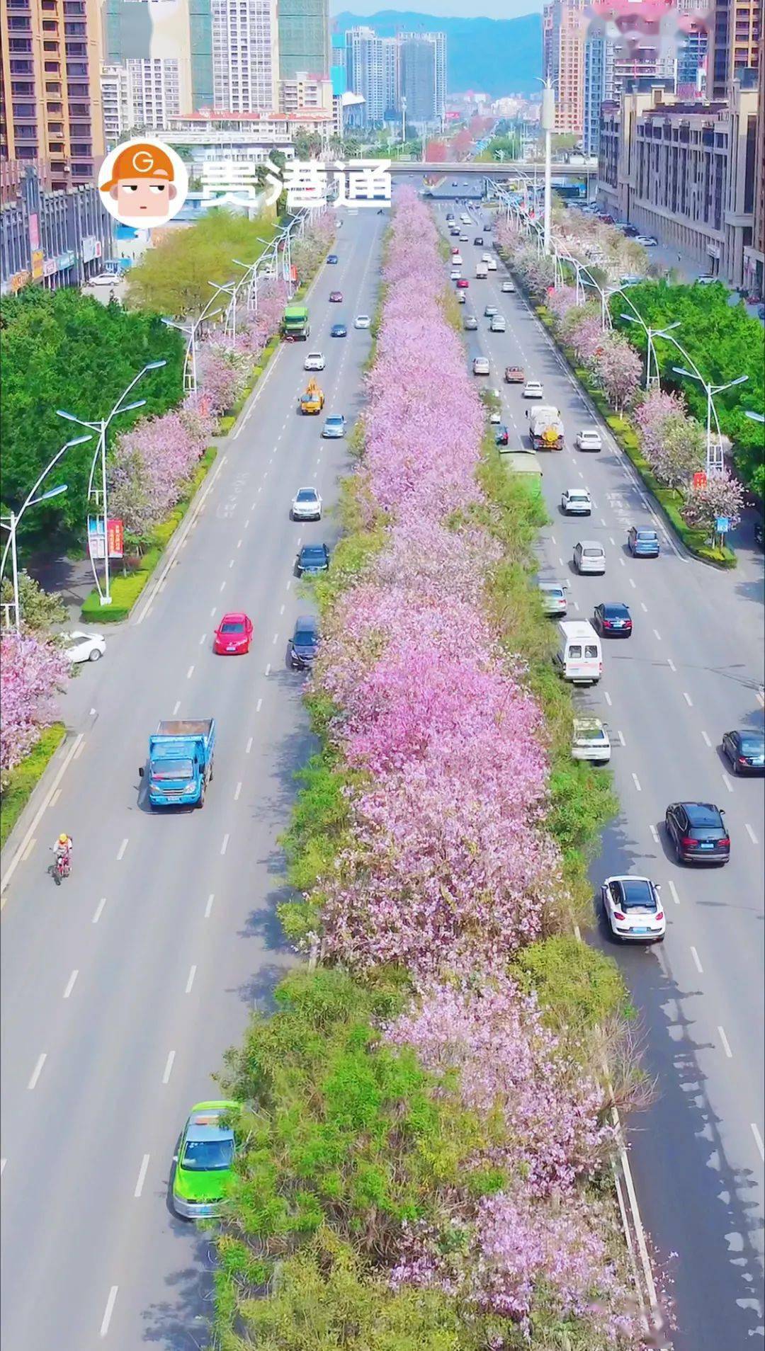 贵港紫荆花图片