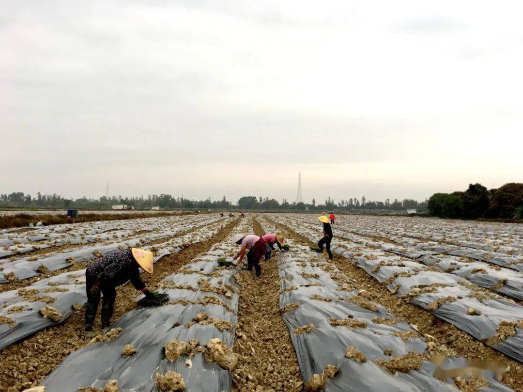 220亩香芋南瓜,开种!预计5月中旬……_种植