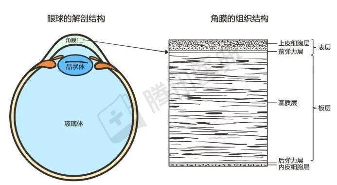 角膜剖面图图片