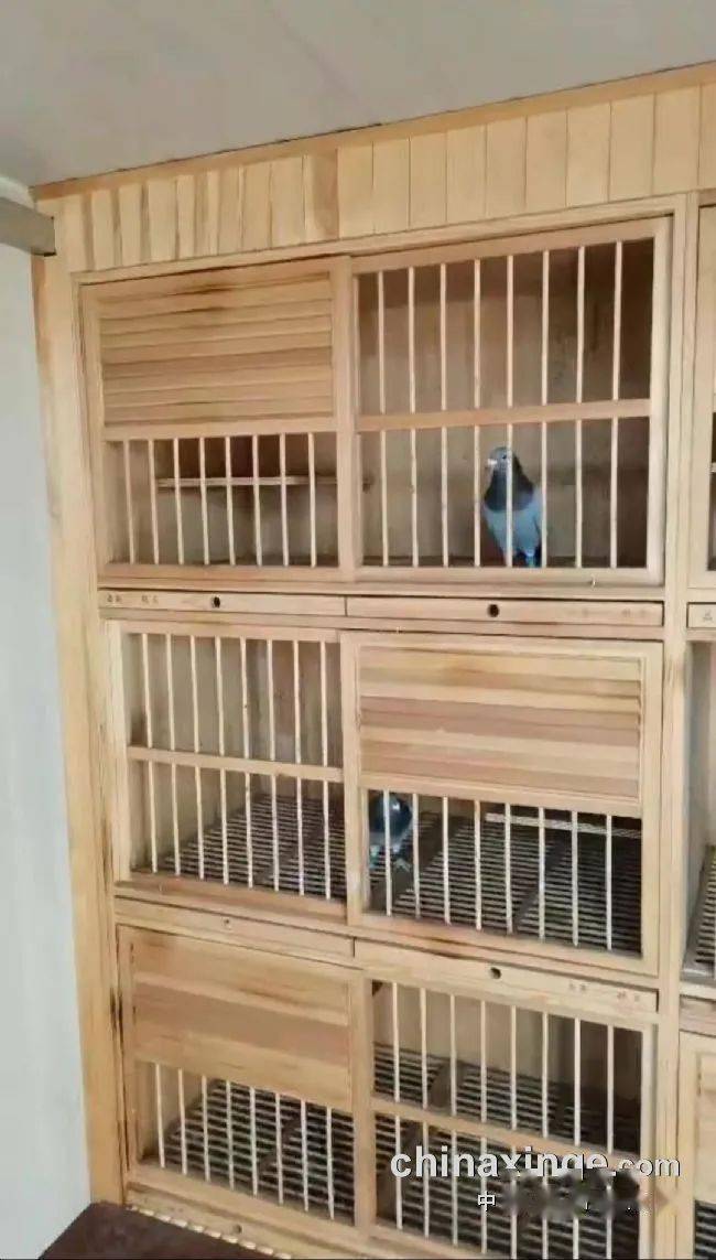 "新手"高起点作战 引入一棚宋学谭冠军家族