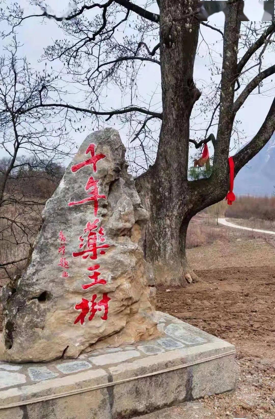 陇南风光 稻坪邀您赏千年辛夷花 花间