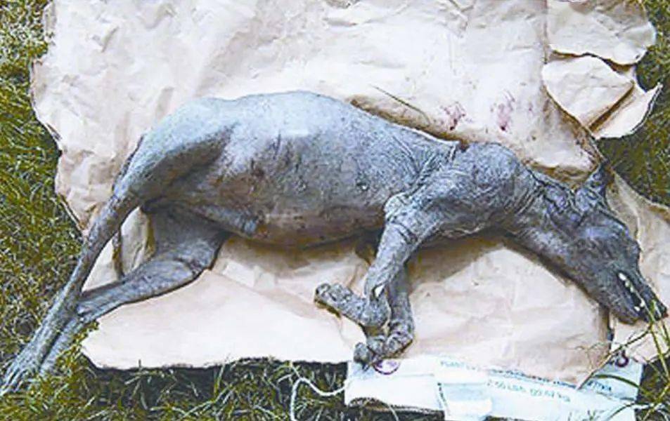 盘点5种不明生物,第3种已被相信真实存在