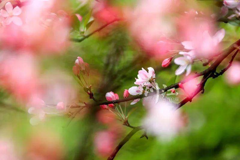 霸屏粉红色丨看过泸州这片最美的海棠，才算是经历了春天