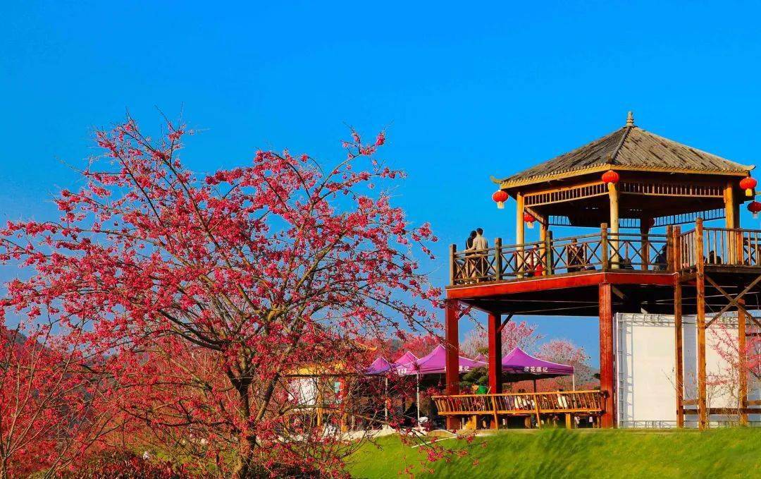 闽北美景|待到樱花浪漫时 邀您来邵武大竹镇赏花