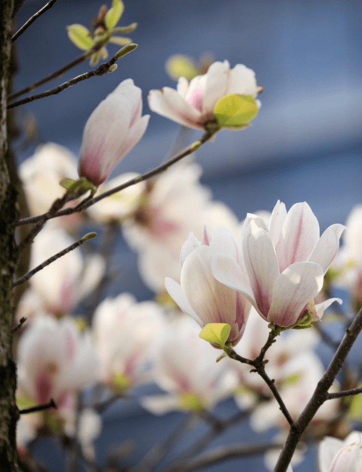 三月赏花从蓥城开始