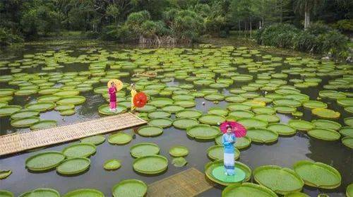 春芝堂春華綻放榮耀之旅啟程在即