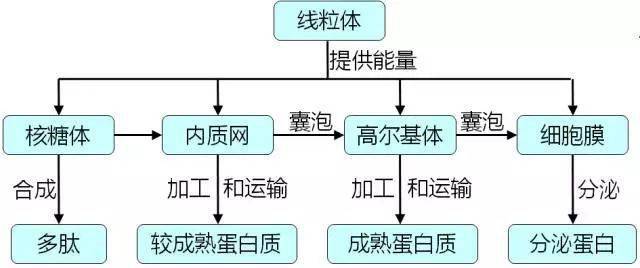 3归纳94与分泌蛋白质合成运输有关的细胞器有四种:线粒体(供能)
