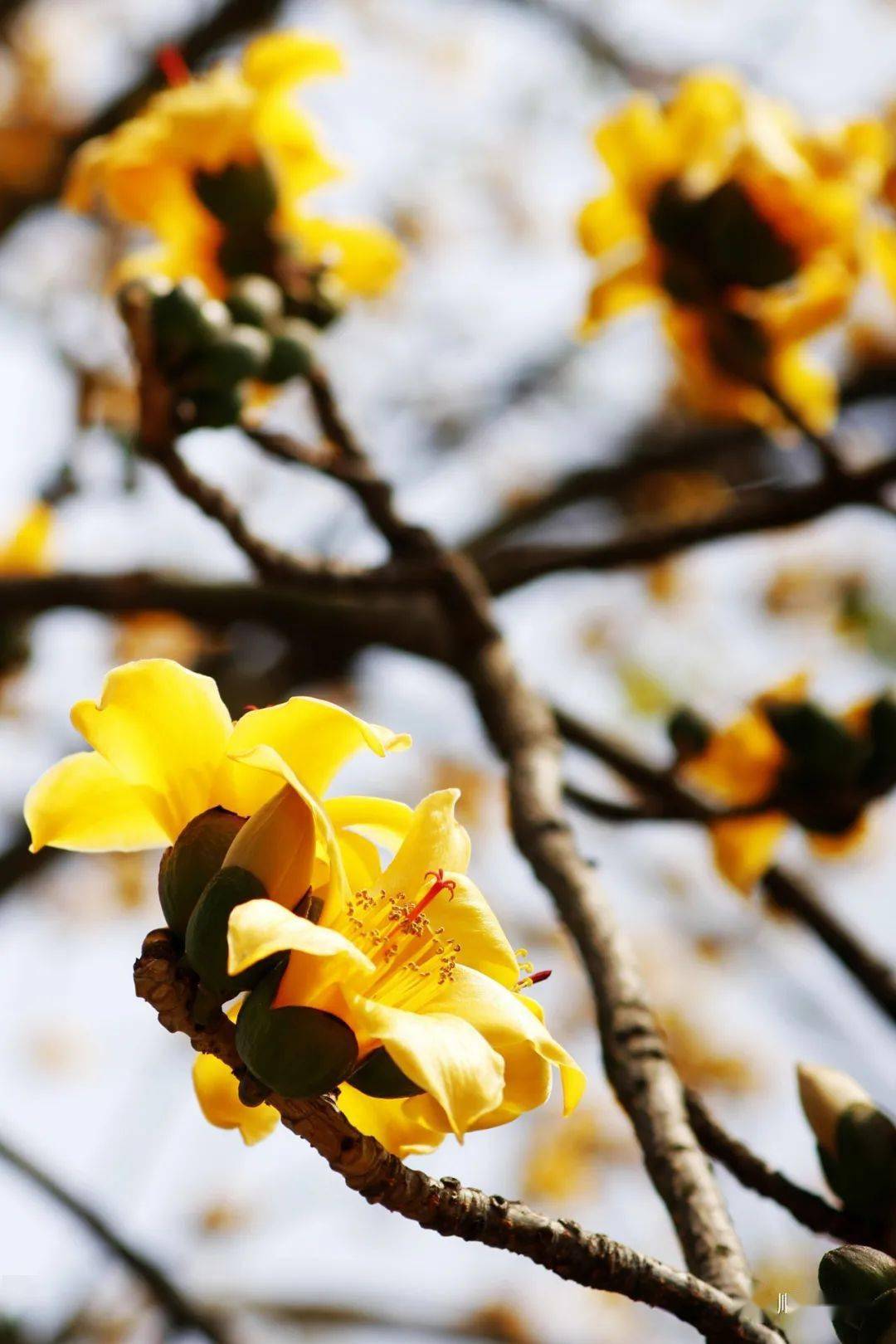 顺德新塘金木棉