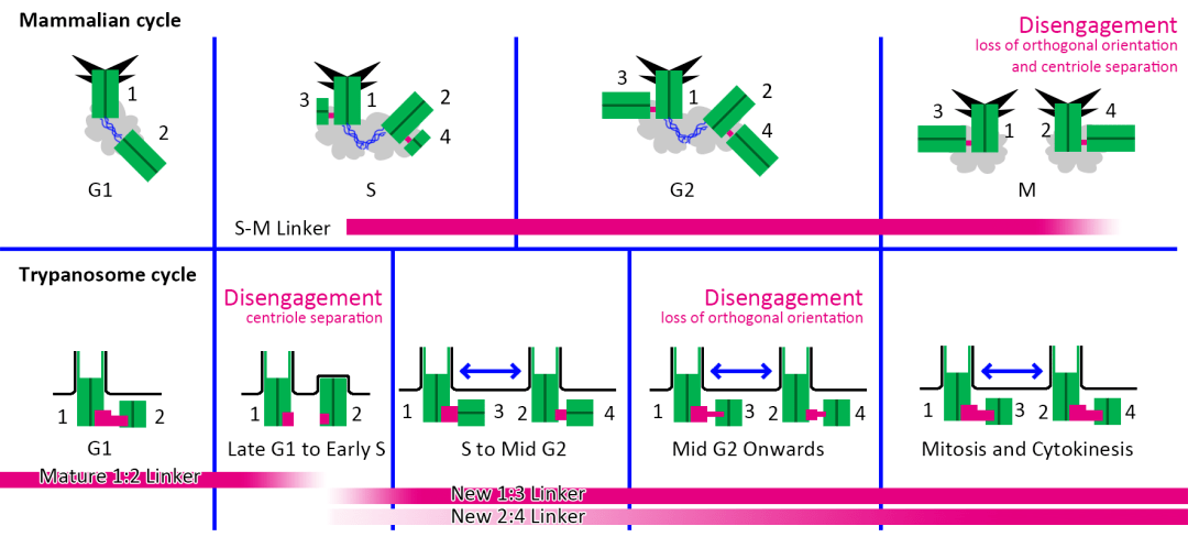 生命科學學院賴德華副教授團隊發現真核生物中心體的關鍵結構蛋白