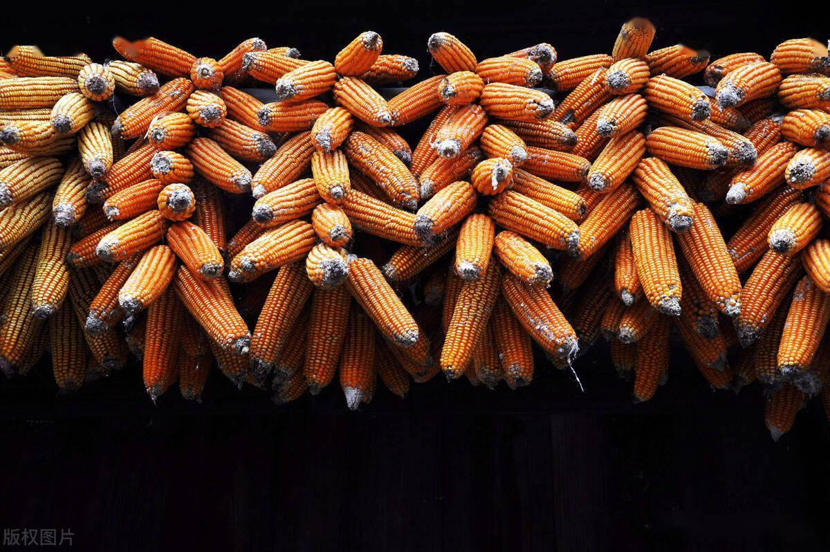 进口美国玉米价格多少一吨 c3b06daf448c4f029870ce40d4ee4145.jpeg