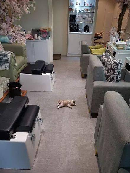 小柴犬到美甲店上班，但每天都在偷懶，老闆卻說：生意還是要靠它！ 萌趣萌寵 第1张