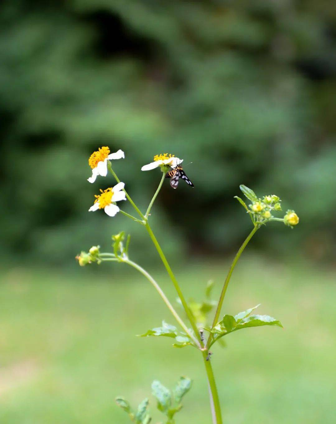 惊蛰丨雷鸣示冬尽花开迎春临