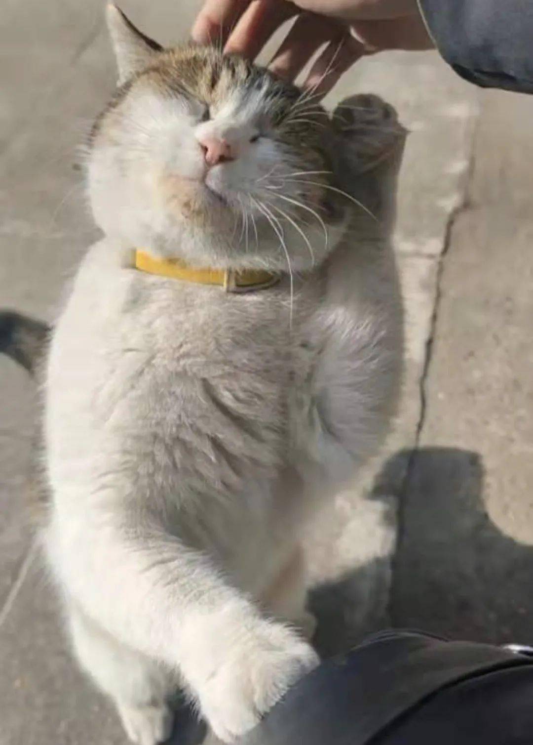 猫的名字好运 0ea1c1b1ec944d768d2deefb83e7e0b3.jpeg