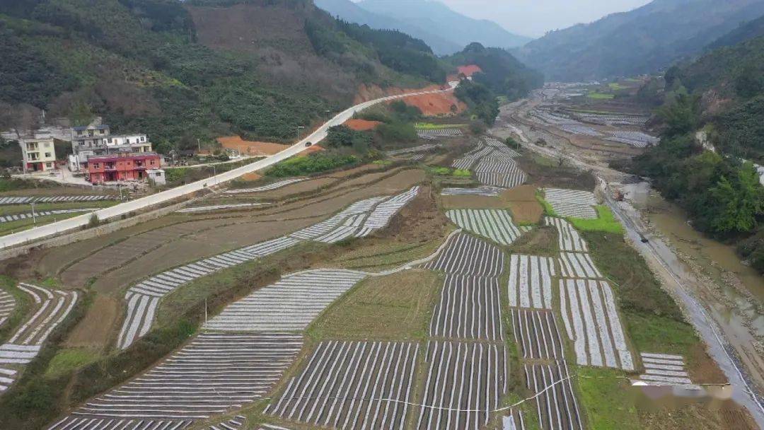 道路通了,產業火了,村民笑了,黃文秀牽掛的事一樁樁落實……_種植