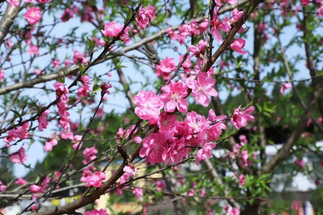 遂宁市市花图片