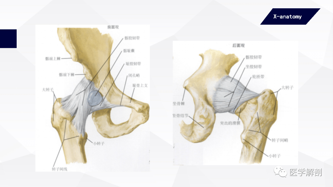 人体解剖学附肢骨及其连结下肢骨的连结二
