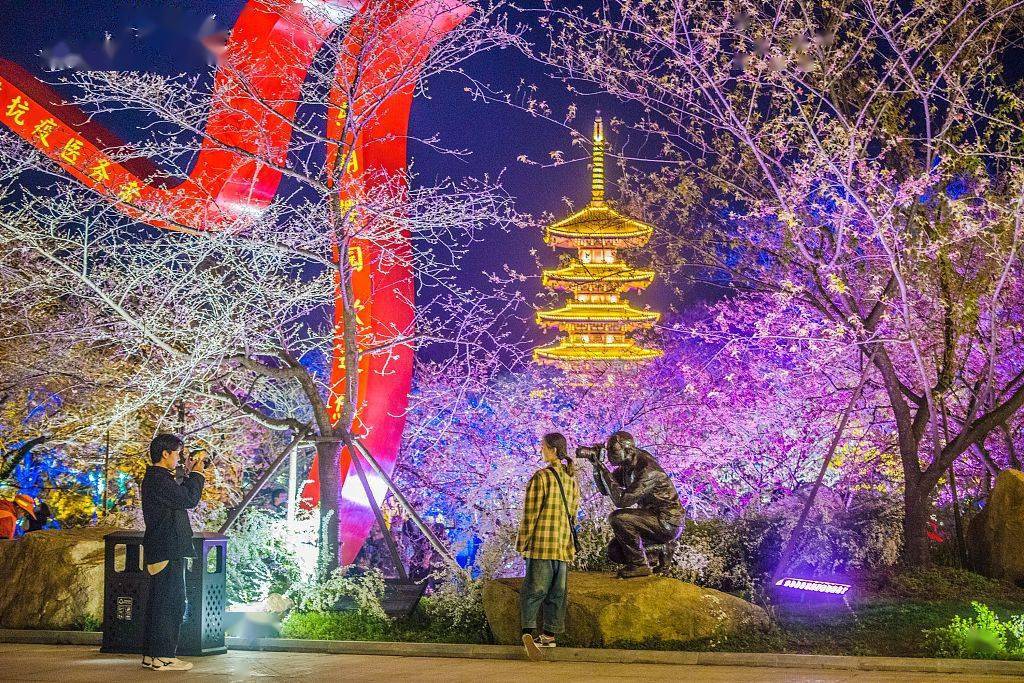 武汉东湖樱花节夜晚赏樱更浪漫