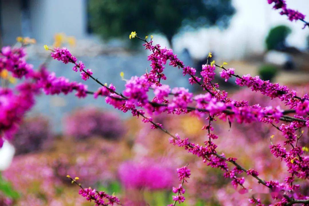 美丽武穴武穴蕲春罗田暖春出游攻略你更喜欢哪里