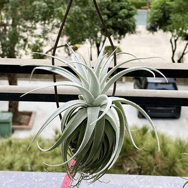 空凤/空气凤梨图鉴——薄纱(tillandsia gardneri)