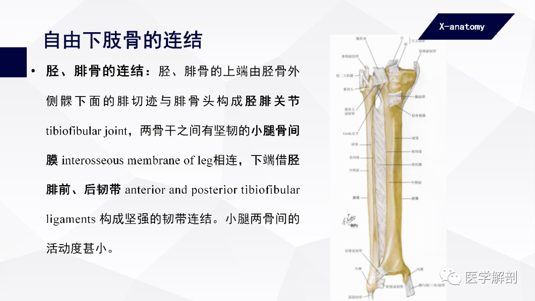 人体解剖学附肢骨及其连结下肢骨的连结二