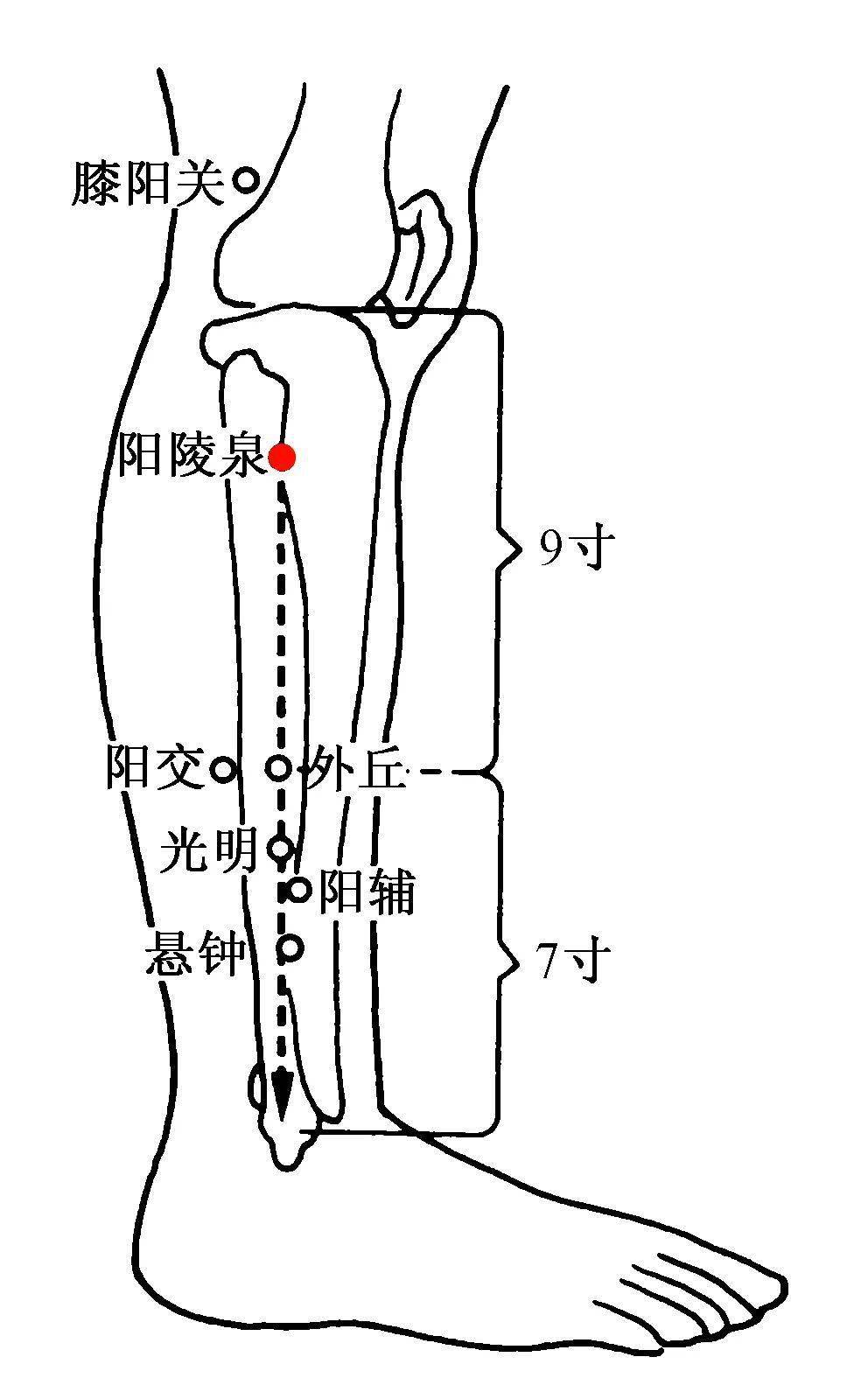 肝经胆经的位置图图片