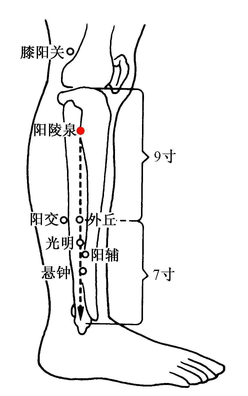 人体胆经的位置图片图片