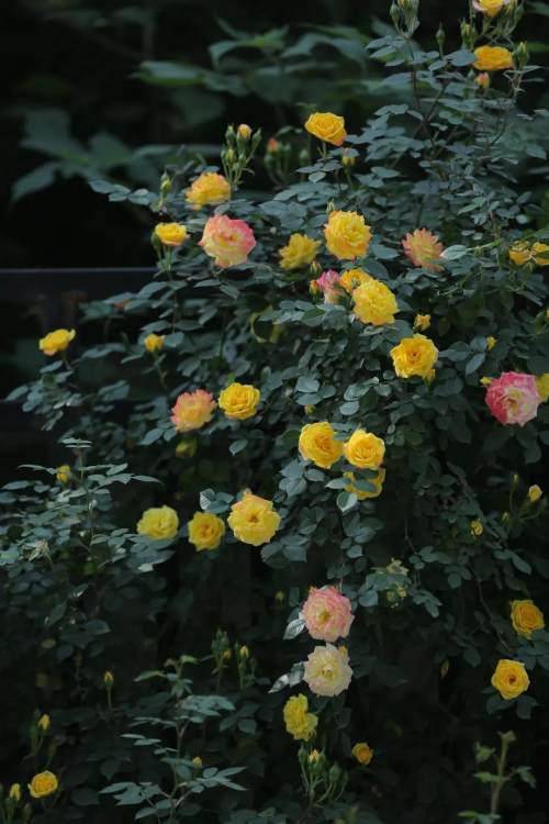 观花简谱_小星星简谱(3)