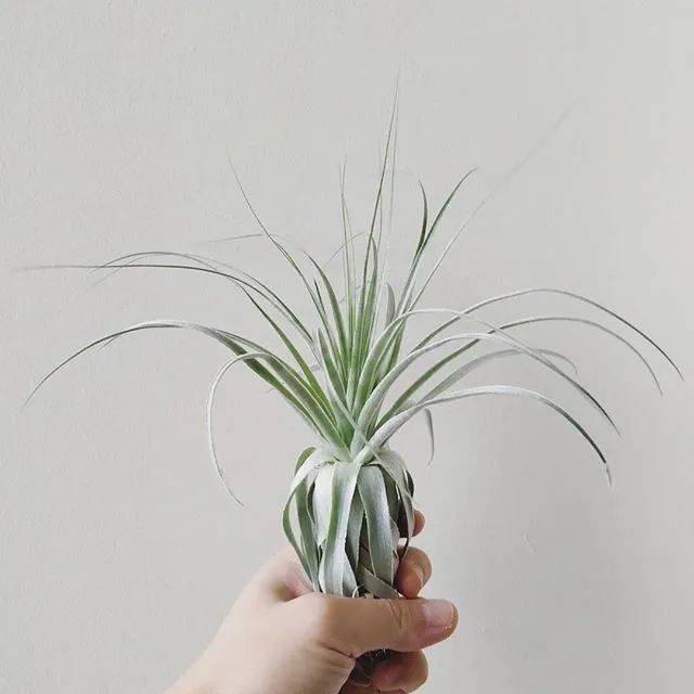 空凤 空气凤梨图鉴 薄纱 Tillandsia Gardneri 植株