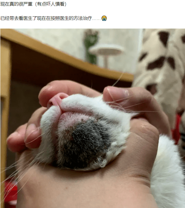 猫咪黑下巴挤出硬黑头图片