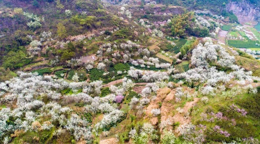 清江李花谷图片