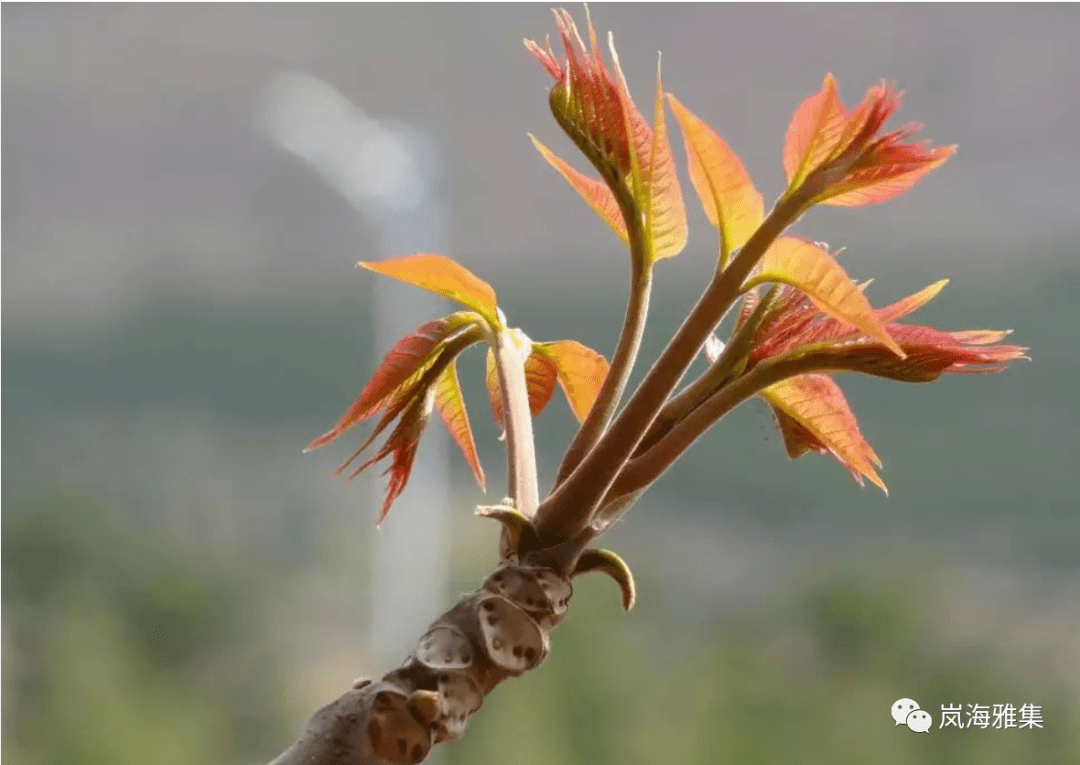春季吃什么好？_嫩芽