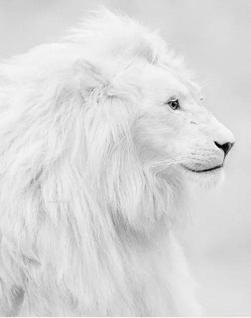 白色的狮子,依然抵挡不了我的霸气!