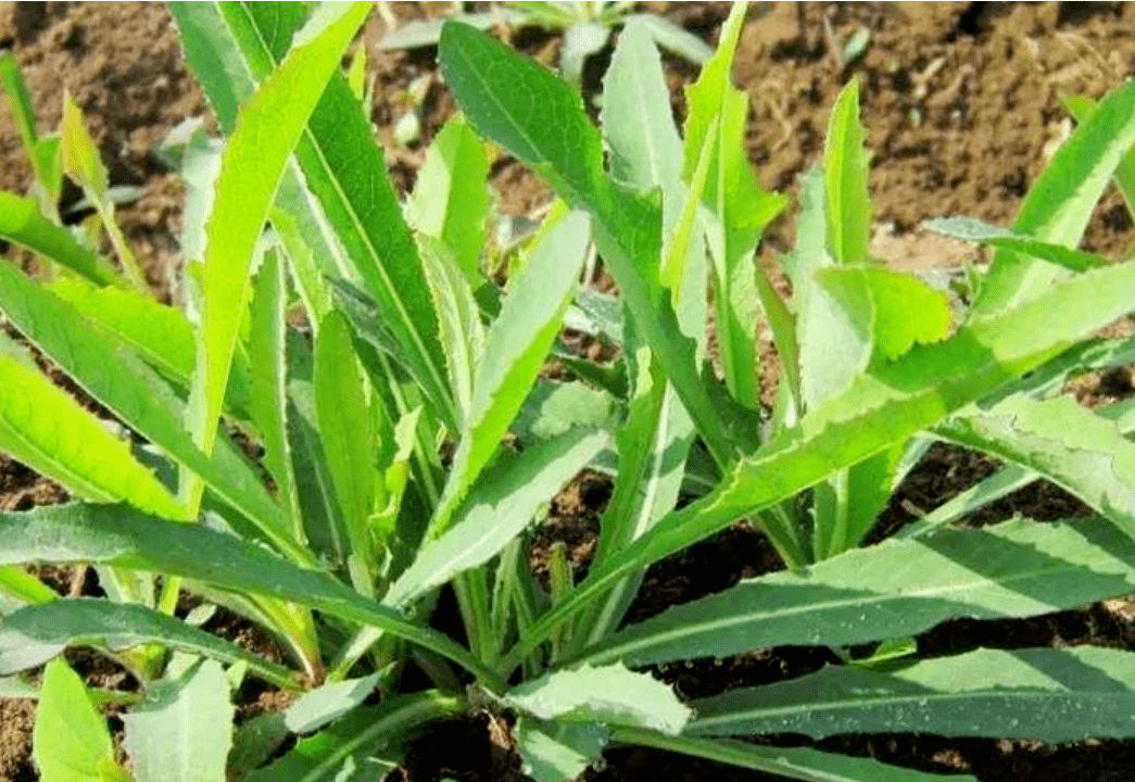 【蓼兰故事】野菜与乡愁_齐齐毛