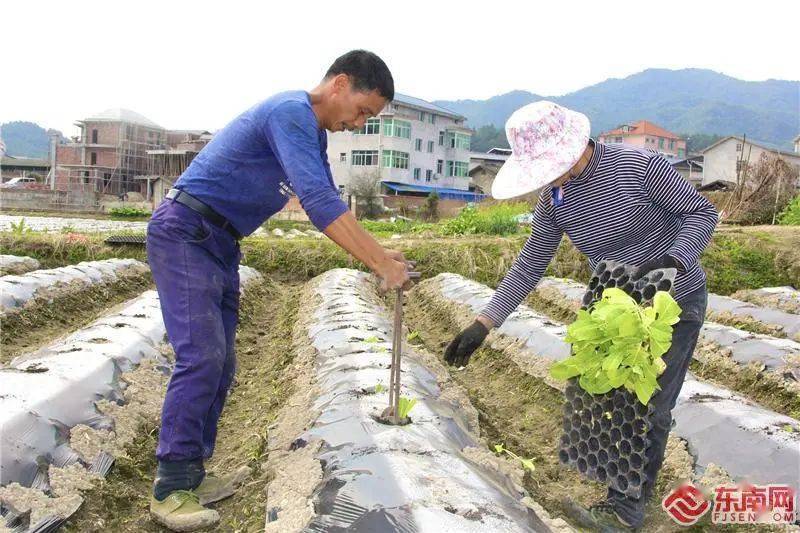 【组图】三明明溪烟叶移栽忙!你参加过不?