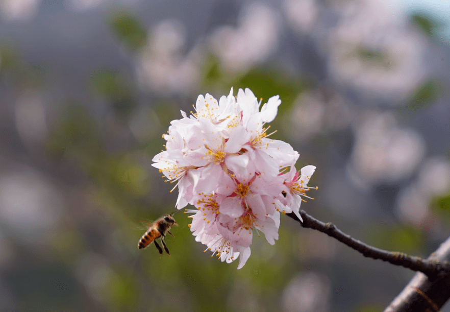 宁乡这个地方万亩野樱盛放 !_樱花