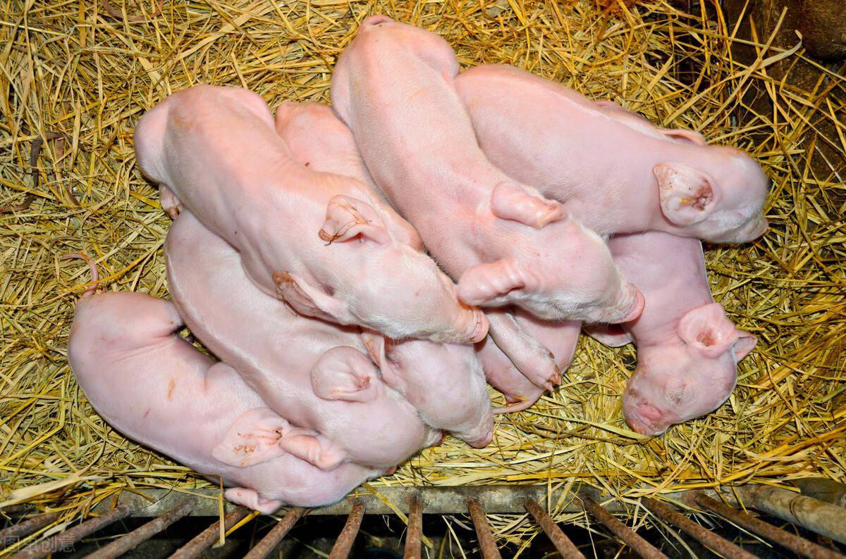 冬末春初,小猪生病易死亡!这5方面做好可提高崽猪成活率!来看