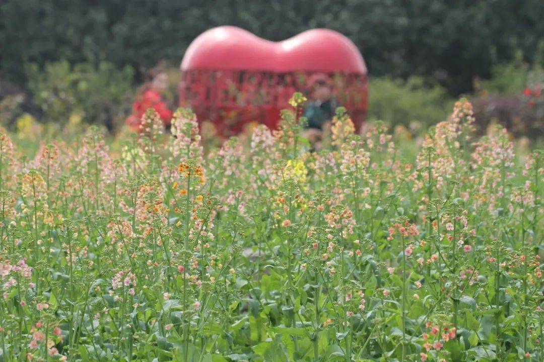 神奇的 五彩花海 七彩花海 来啦 收好这份春游地图 3月出游用得上 油菜花