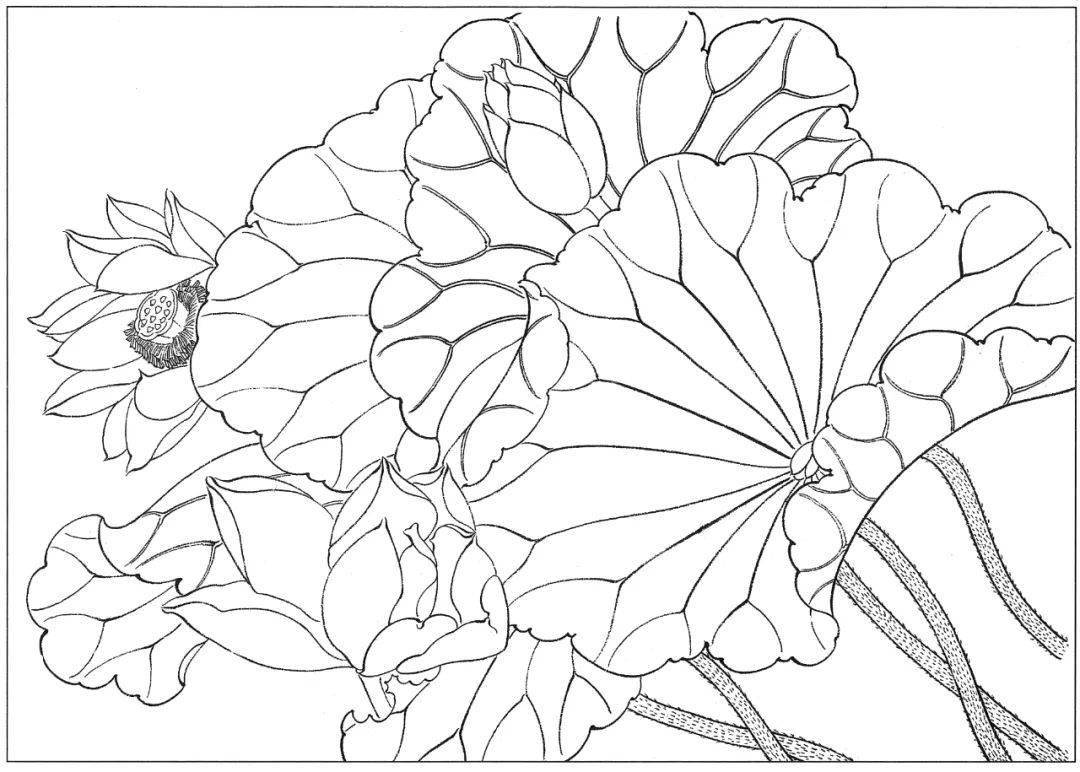 高清荷花白描底谢55图请收藏