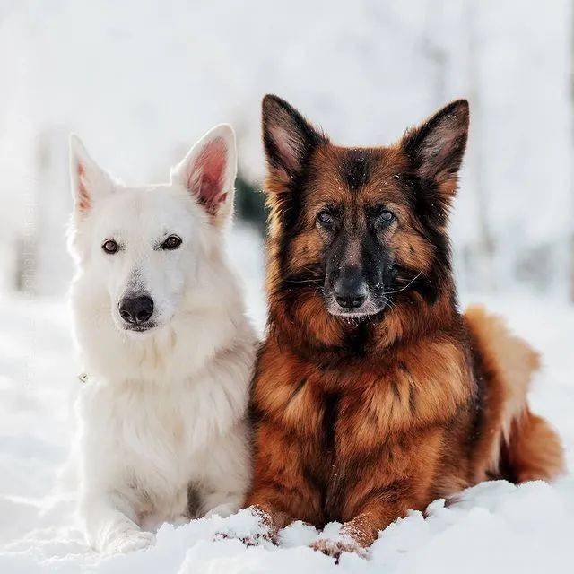 硬汉黑德牧x优雅白德牧,满满的cp感,代到了!