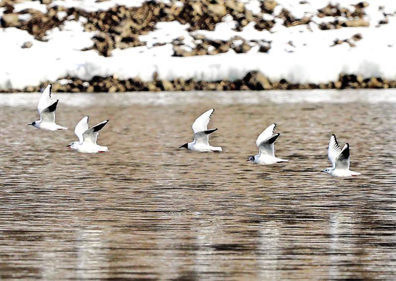 大石门水库变身"天鹅湖"