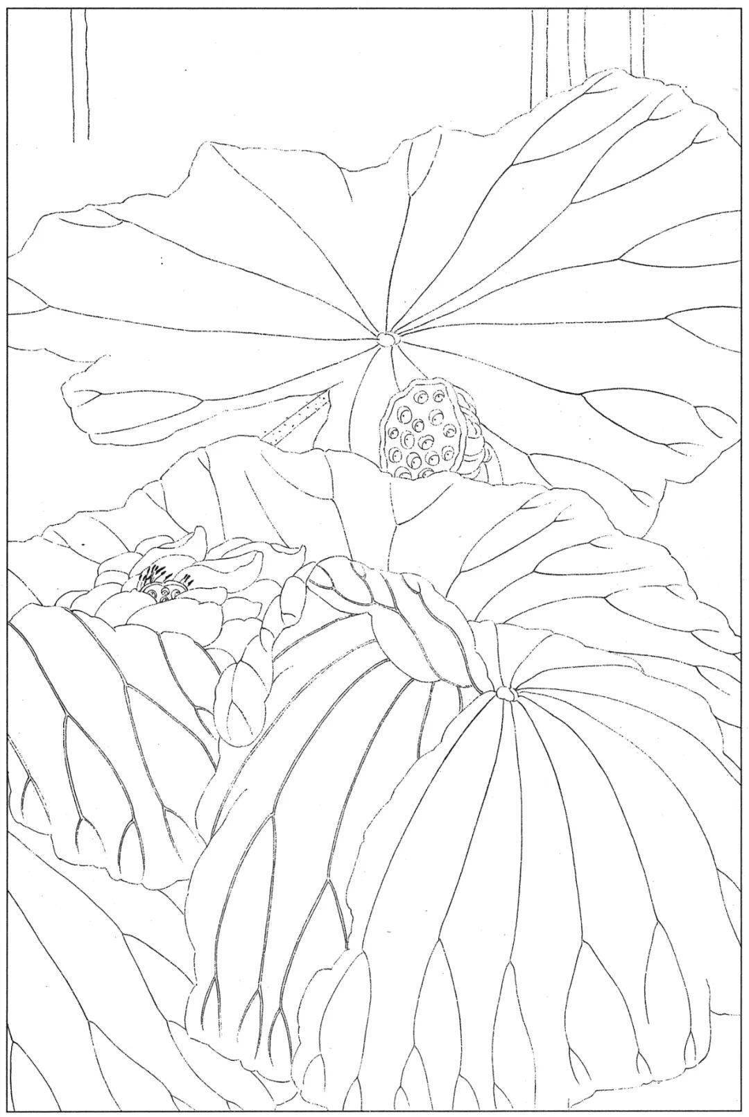 高清荷花白描底謝55圖請收藏