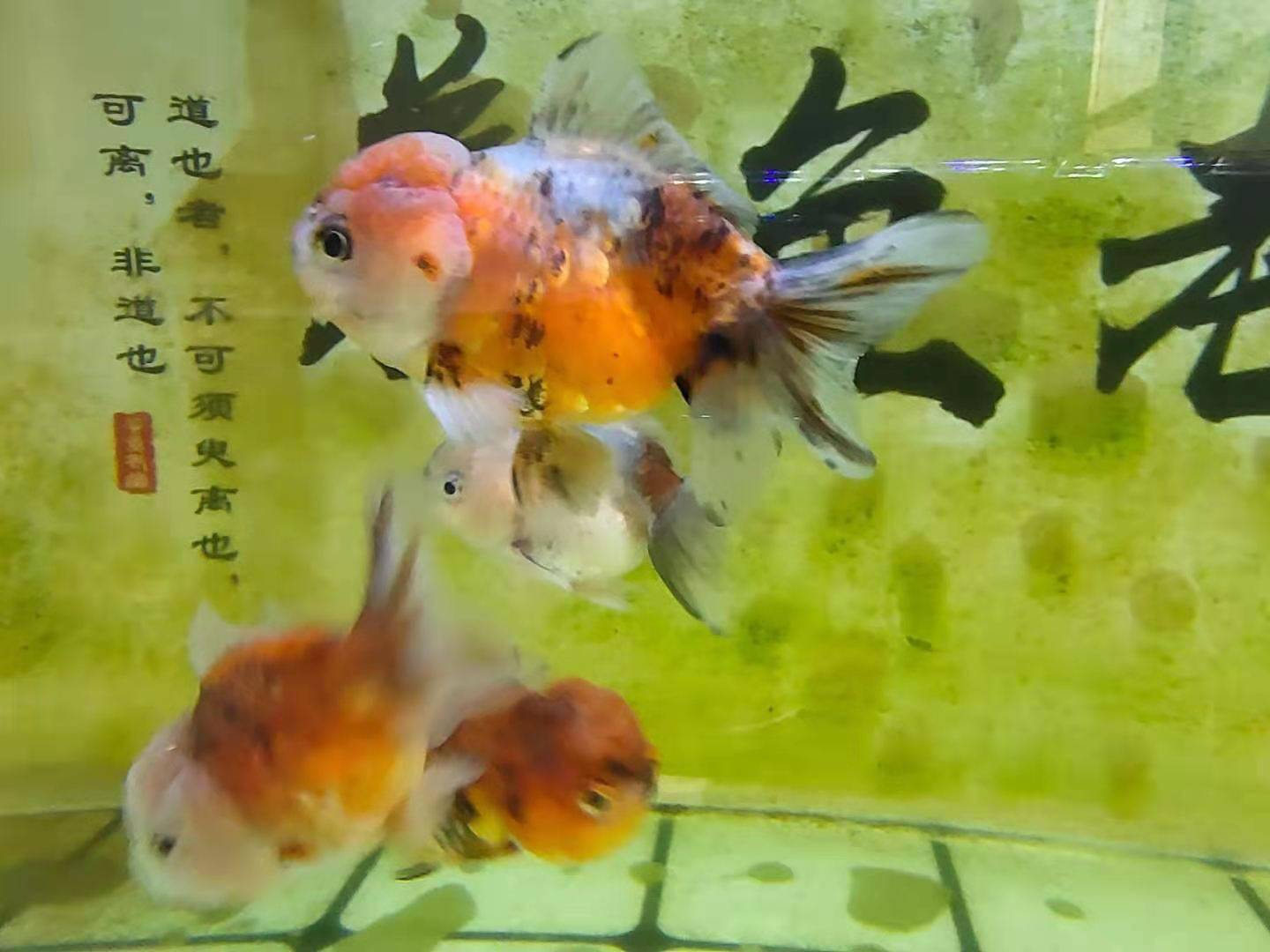 成语什么约莺期_莺度谷是什么姿势(2)